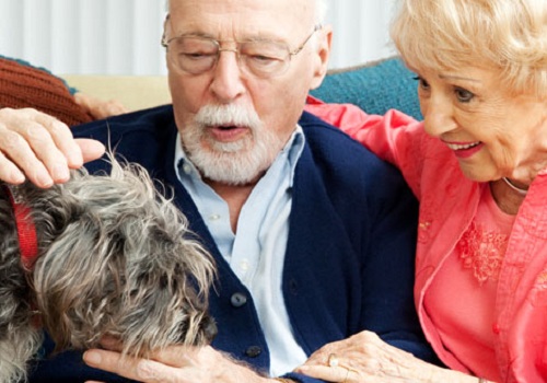 Pet Therapy For Seniors Can Improve Health